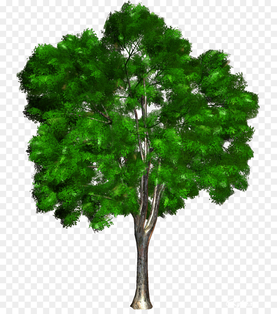 Arbre Vert，Usine PNG