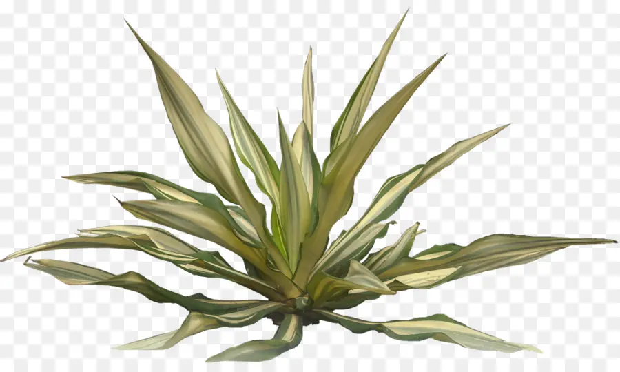 Aloe Vera Vert，Succulent PNG