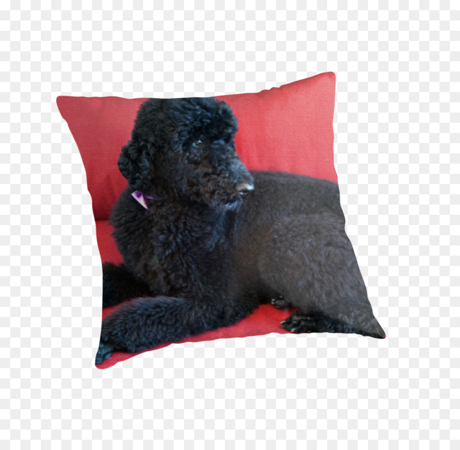 Caniche，Race De Chien PNG