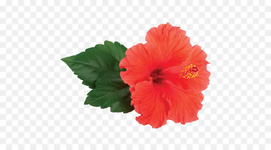 Hibiscus Rouge，Floraison PNG