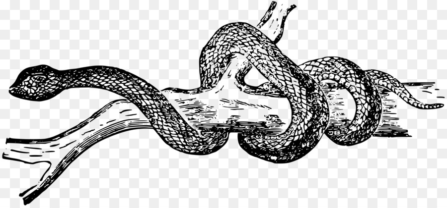 Serpent Sur Une Branche，Reptile PNG