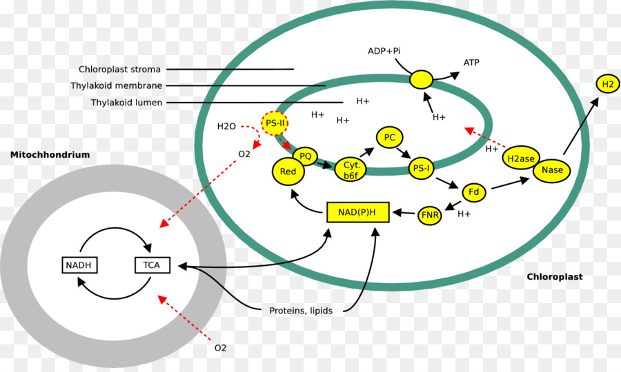 Cercle，Angle PNG