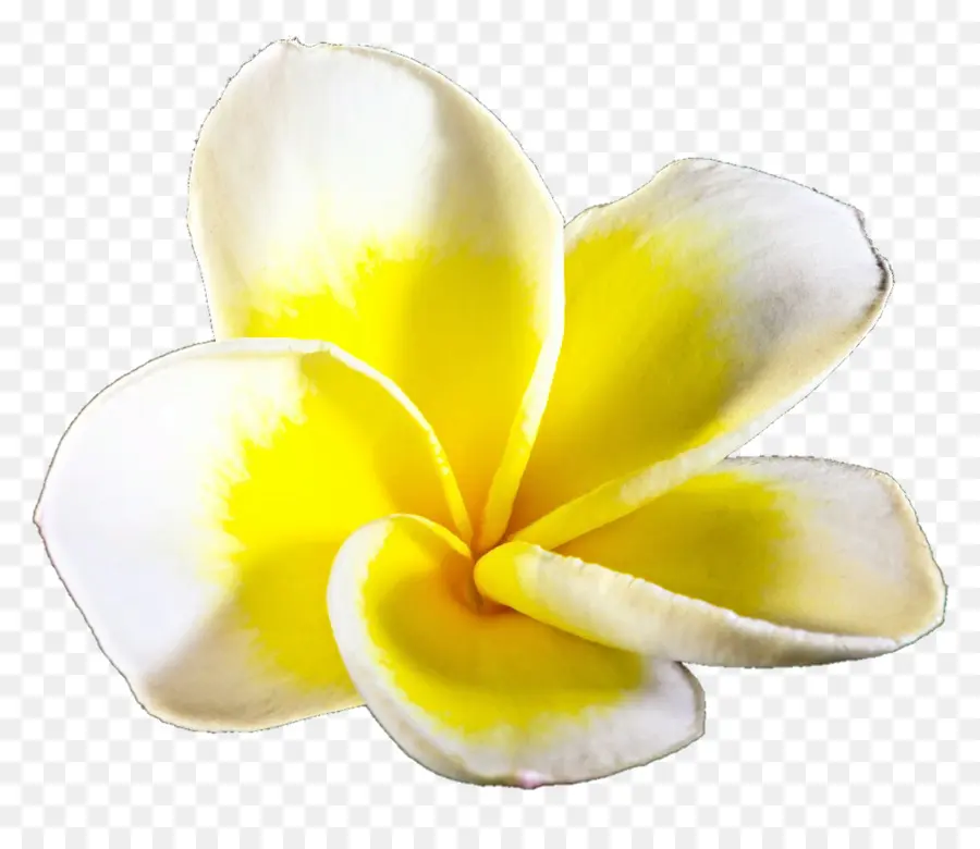 Fleur Blanche Et Jaune，Blanc PNG