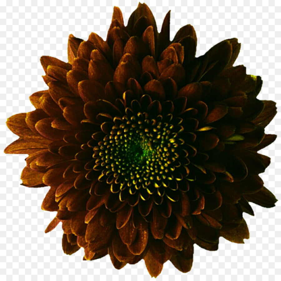 Chouette，Chrysanthème PNG