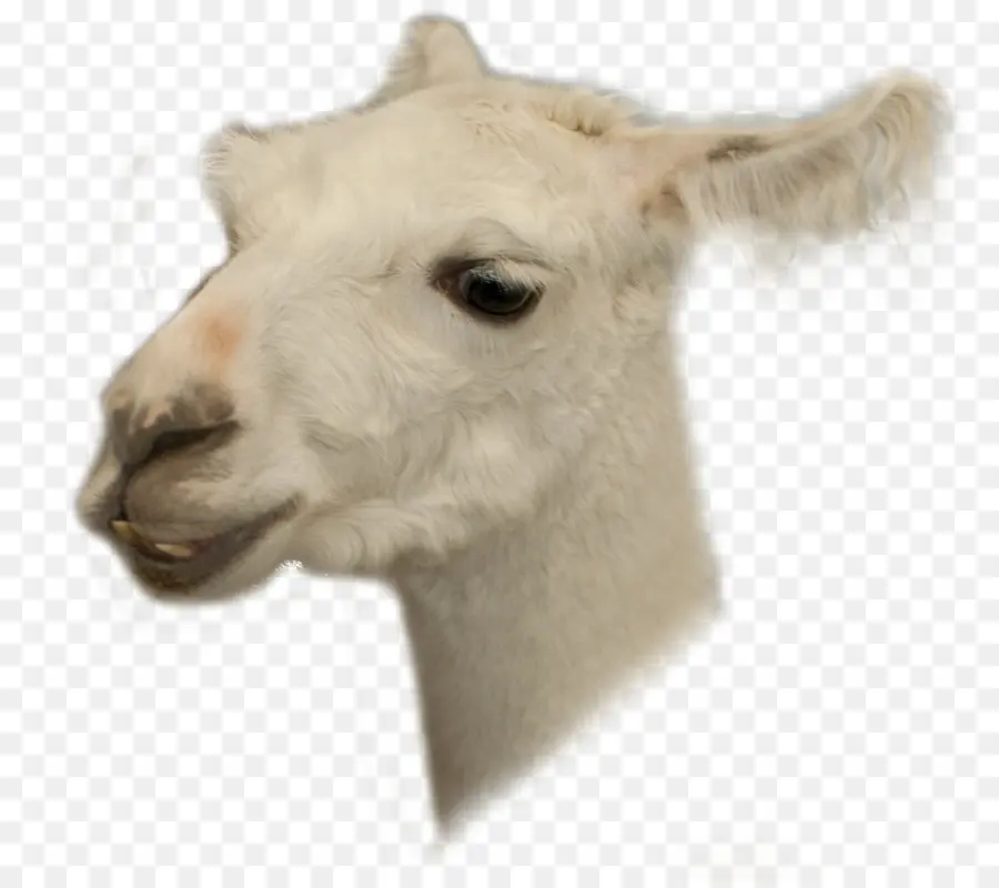 Lama，Blanc PNG