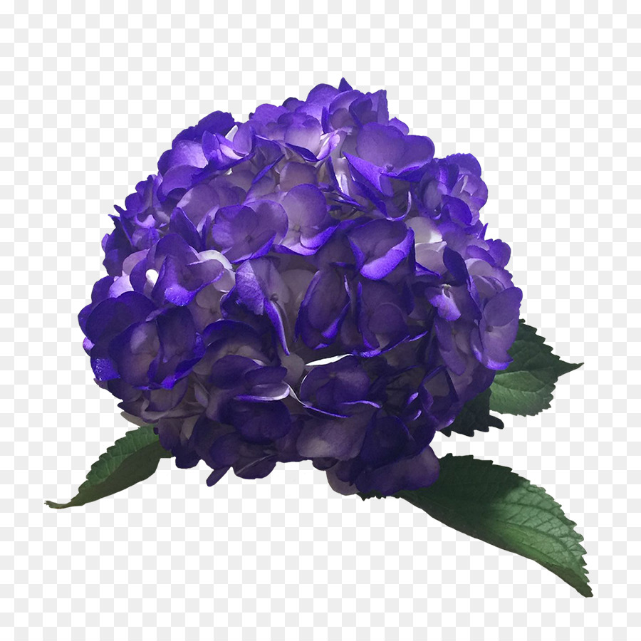 Fleur Violette，Hortensia PNG