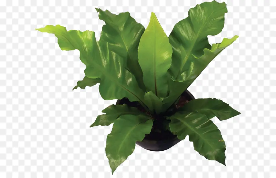 Plante Verte，Feuilles PNG