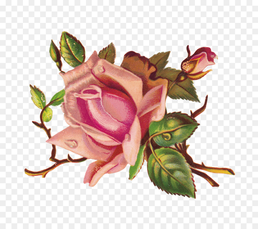 Conception Florale，Fleur PNG