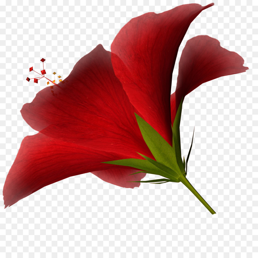 Fleur Rouge，Fleurir PNG