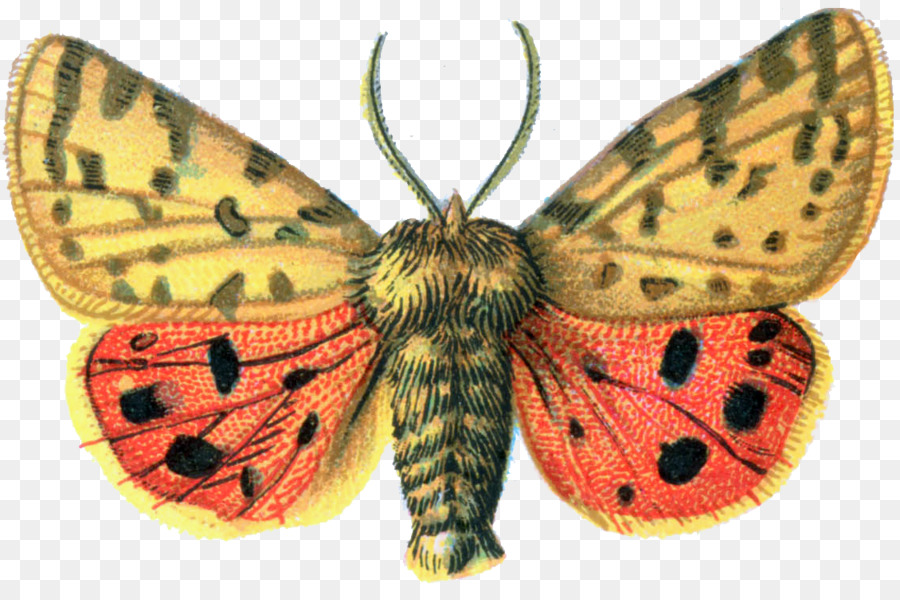 Papillon De Nuit，Ailes PNG