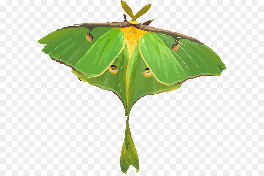 Papillon De Nuit，Insecte PNG