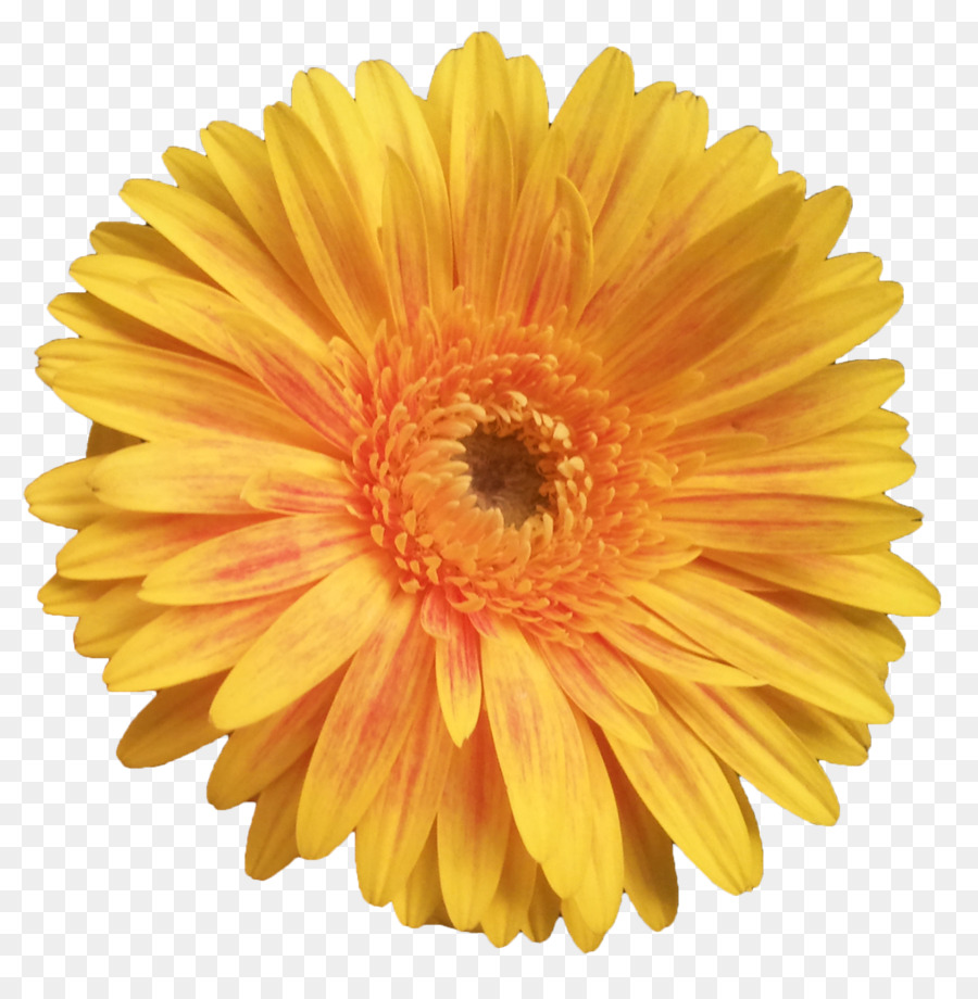 Fleur，Floraison PNG