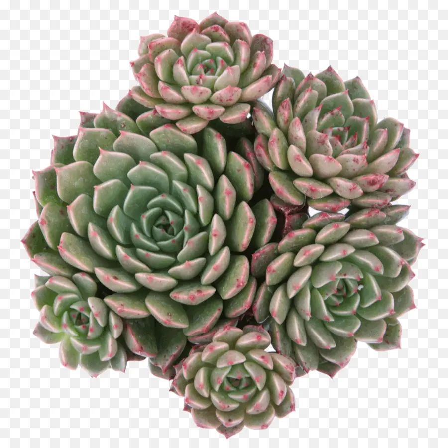 Plante Succulente，Vert PNG