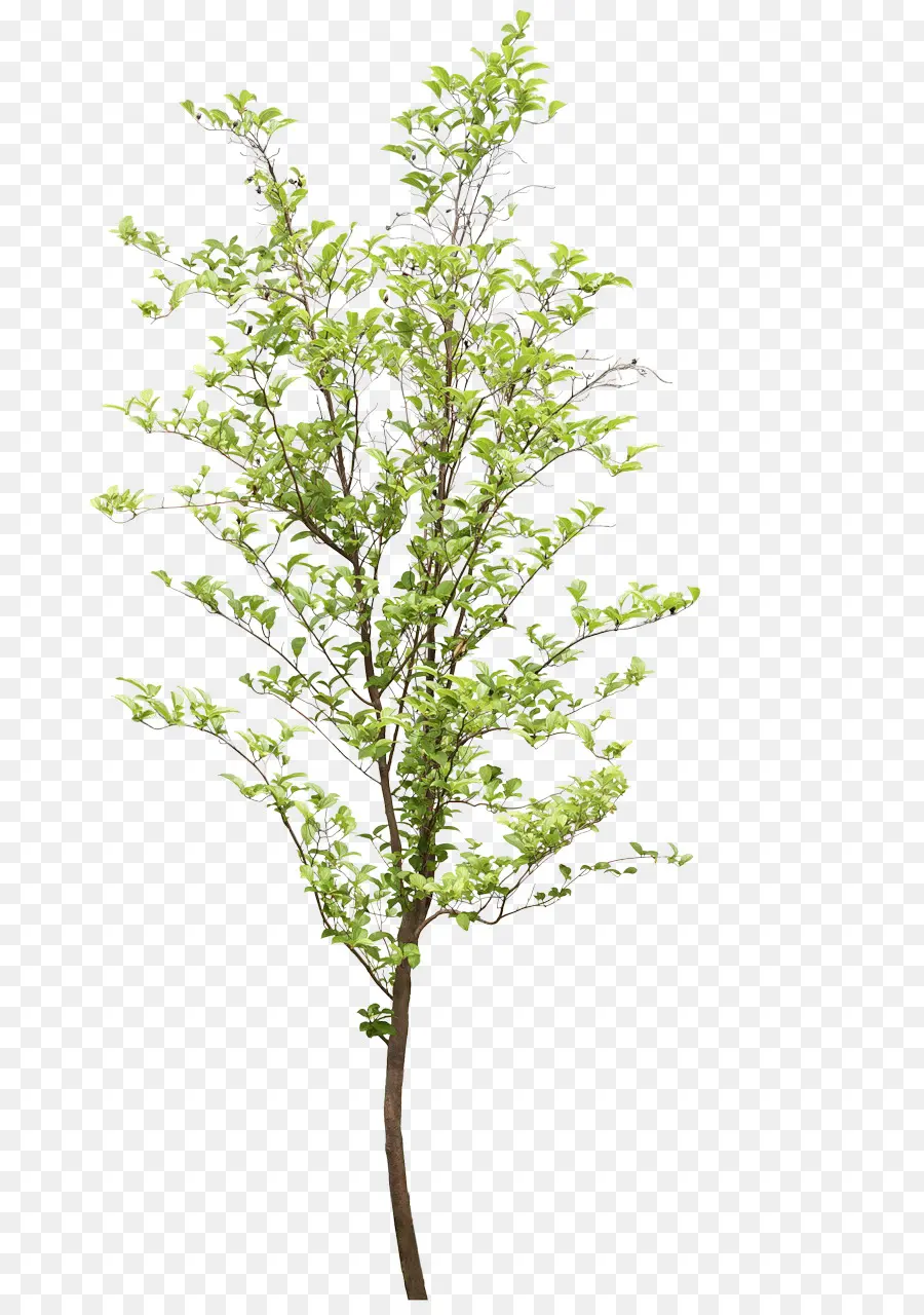 Arbre Vert，Feuilles PNG