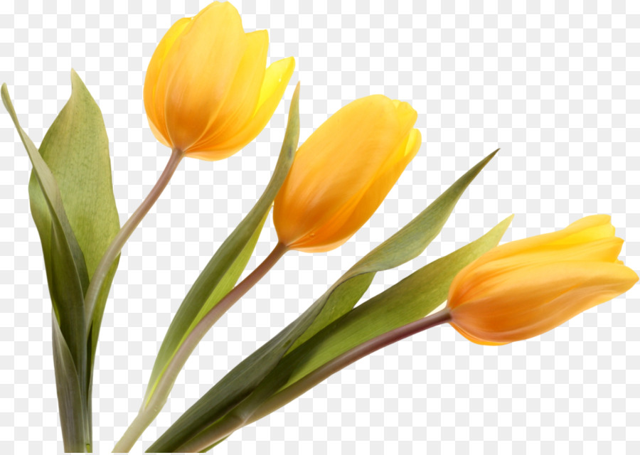 Tulipes Jaunes，Tulipes PNG