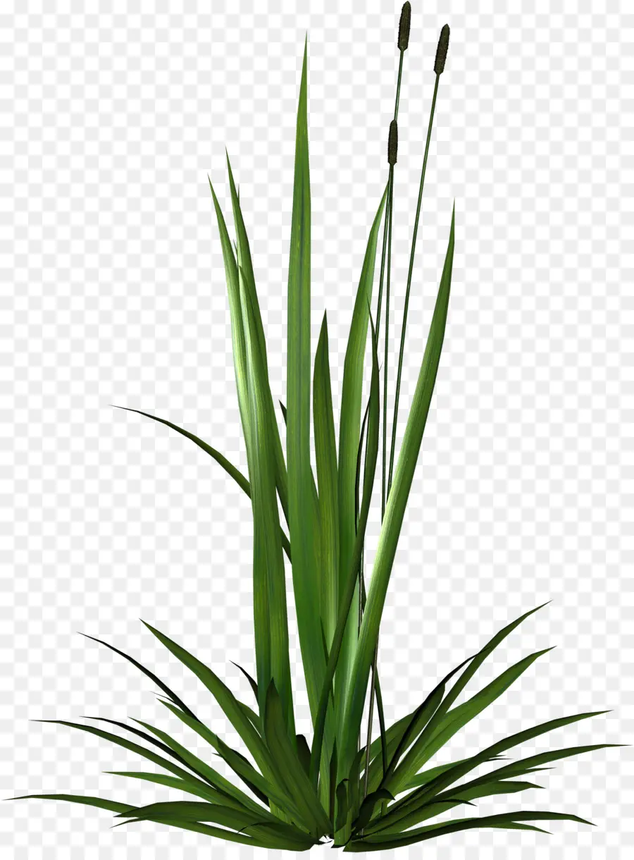 Plante Verte，Feuilles PNG