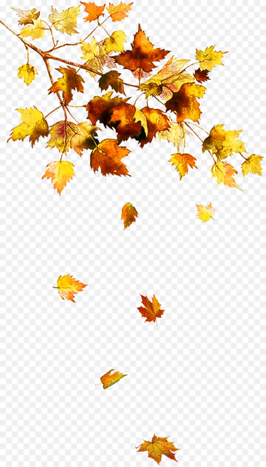 Feuilles D'automne，Automne PNG