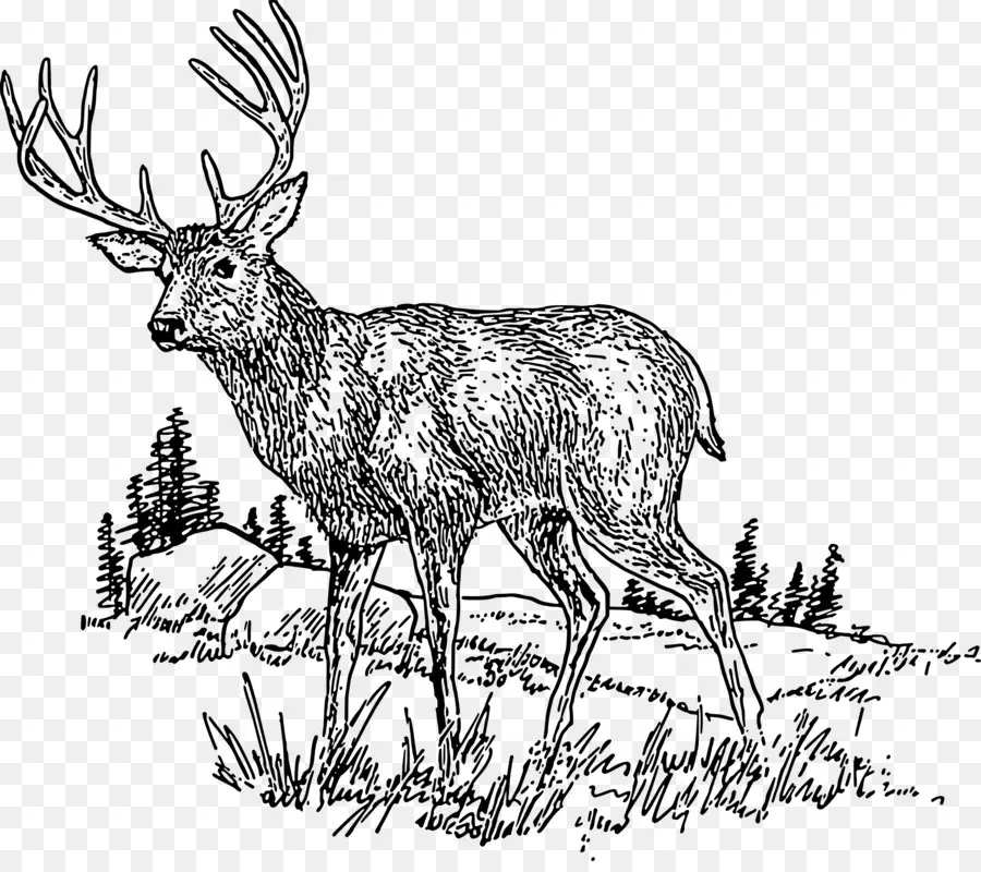 Cerf，Bois PNG