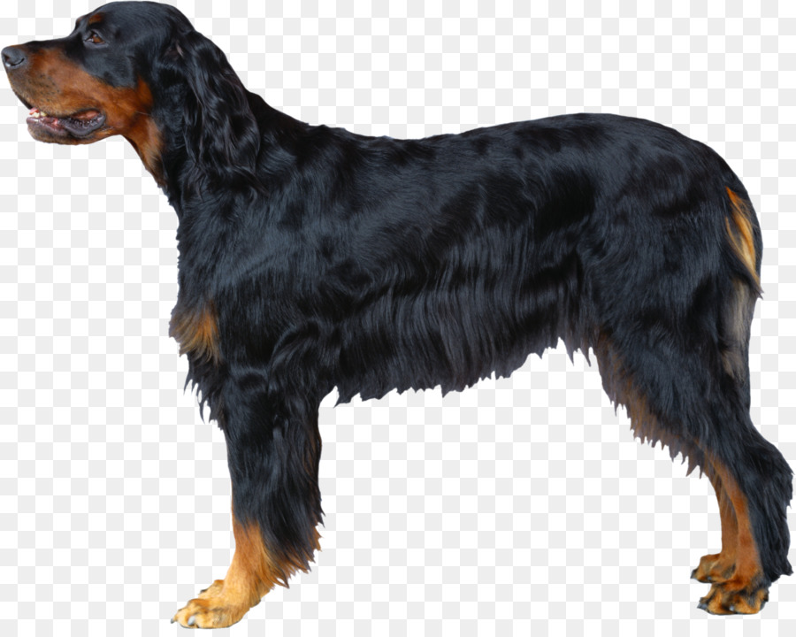 Chien Noir，Animal De Compagnie PNG