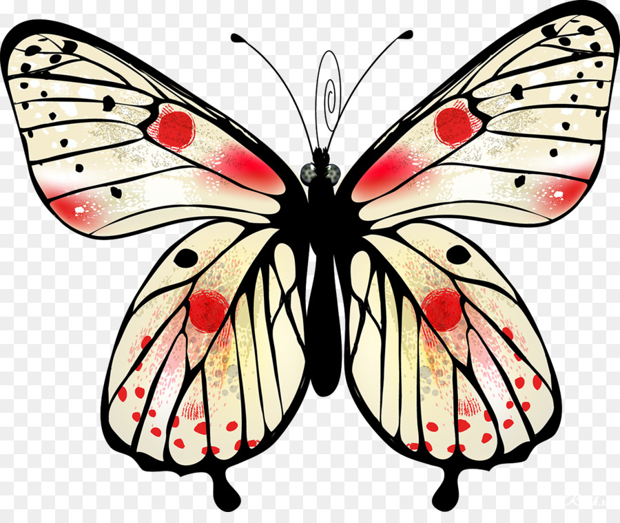 Papillon，Rouge PNG