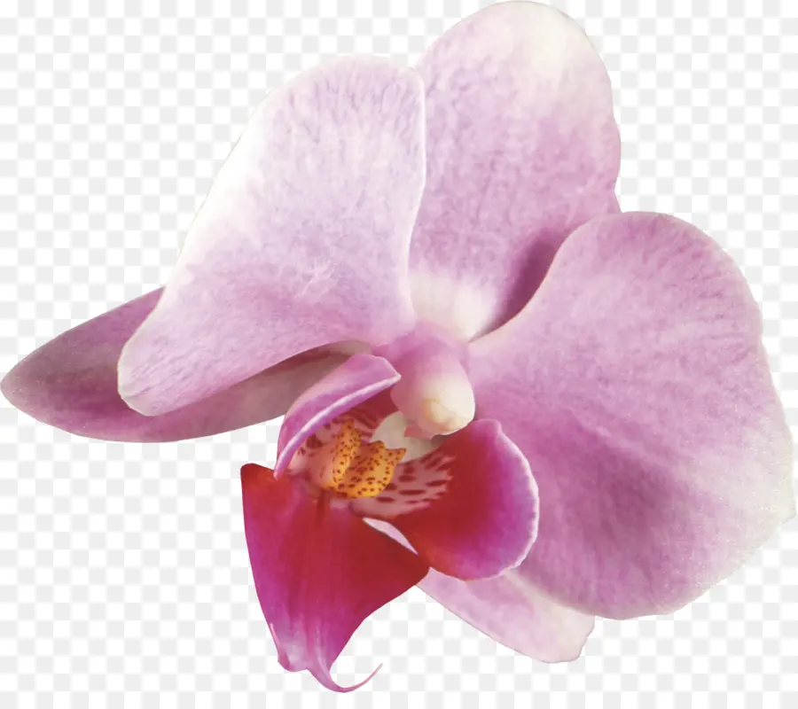 Orchidée，Floraison PNG