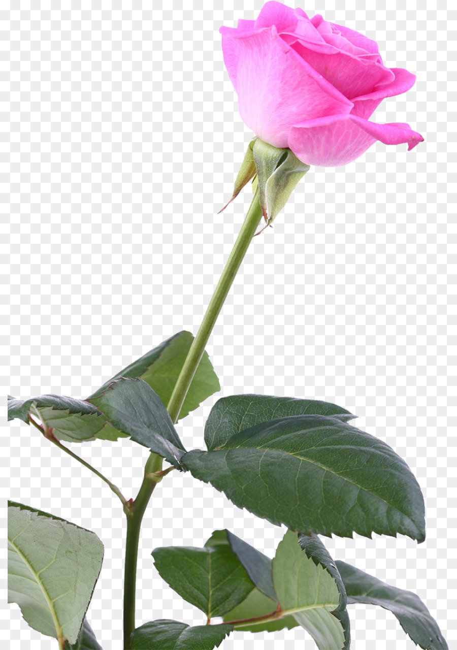 Rose Rose，Floraison PNG