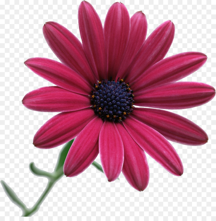 Fleur，Floraison PNG