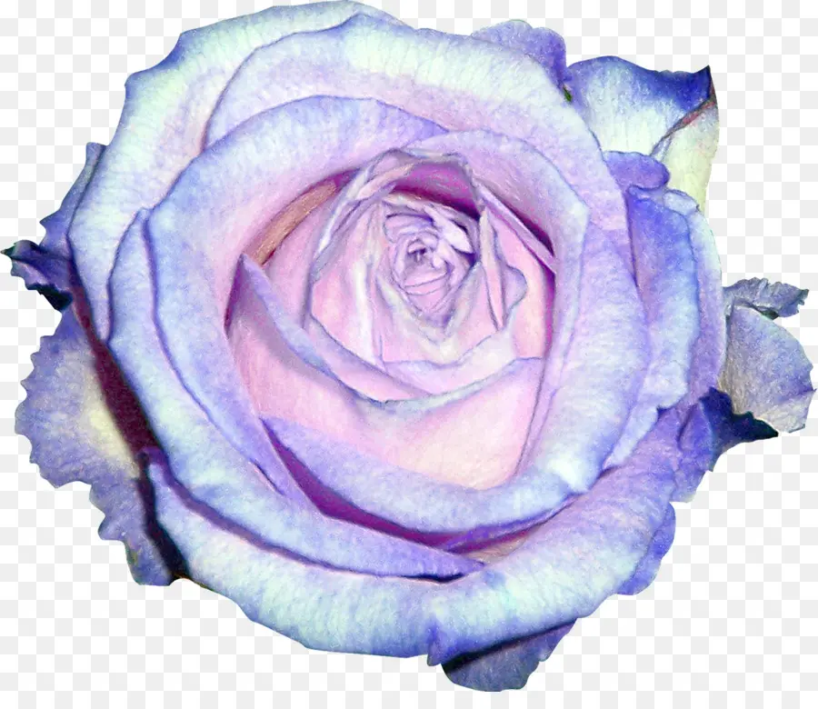 Rose Pourpre，Rose PNG