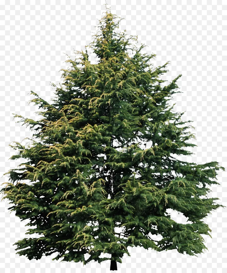 Arbre，Pin PNG