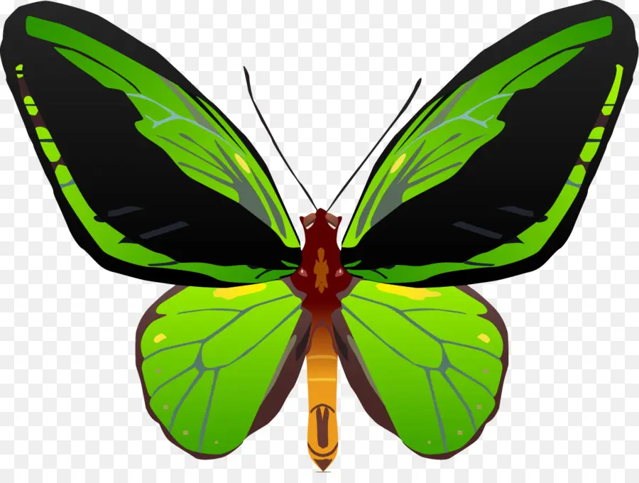 Papillon，Ailes PNG