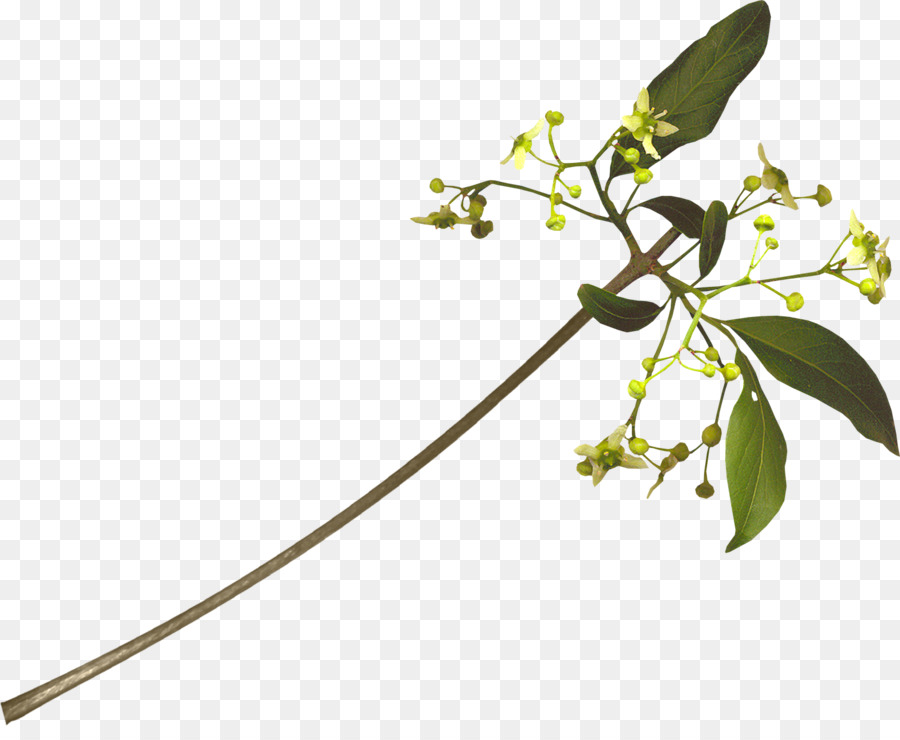 Fleur，Plante PNG