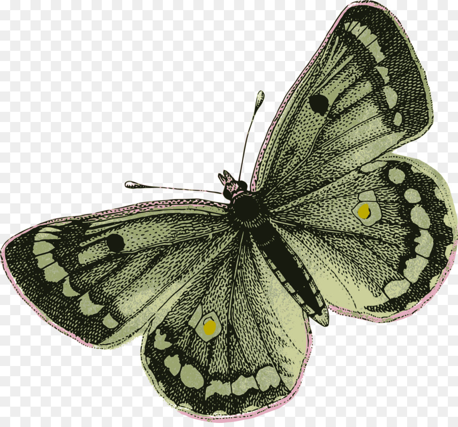 Papillon Rose，Insecte PNG