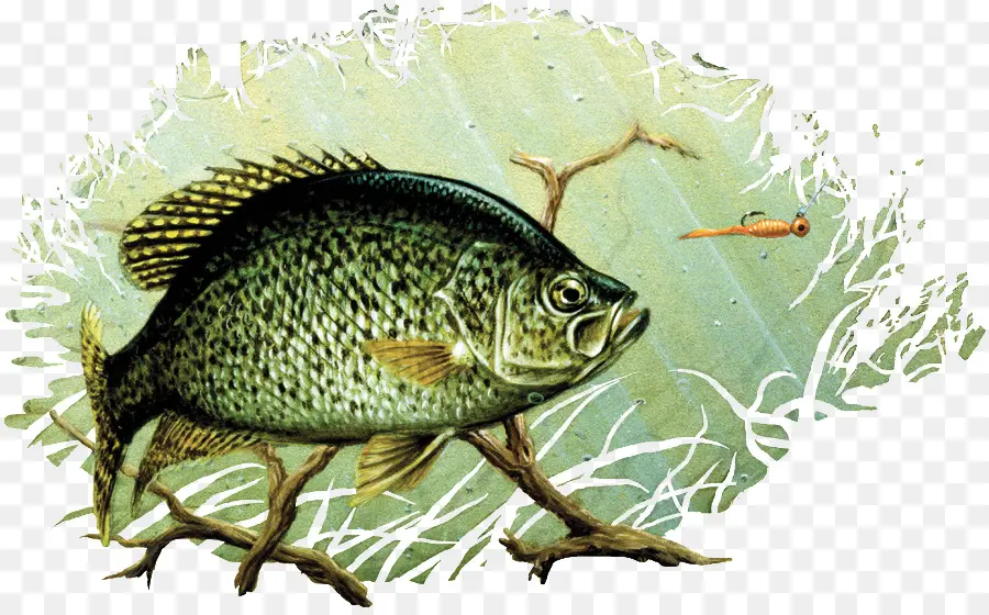 Poisson，Aquatique PNG