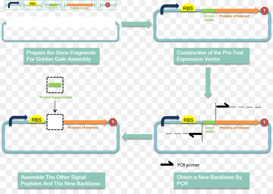 Organigramme，Processus PNG