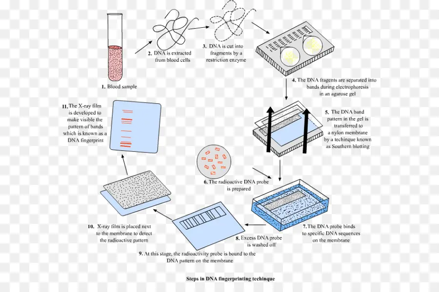 Empreintes Adn，Adn PNG