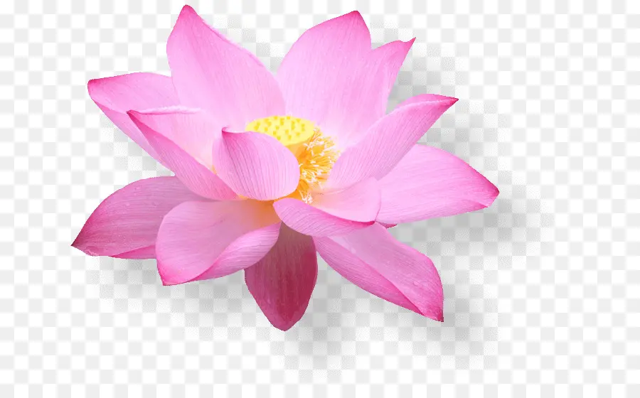 Fleur De Lotus，Fleurir PNG