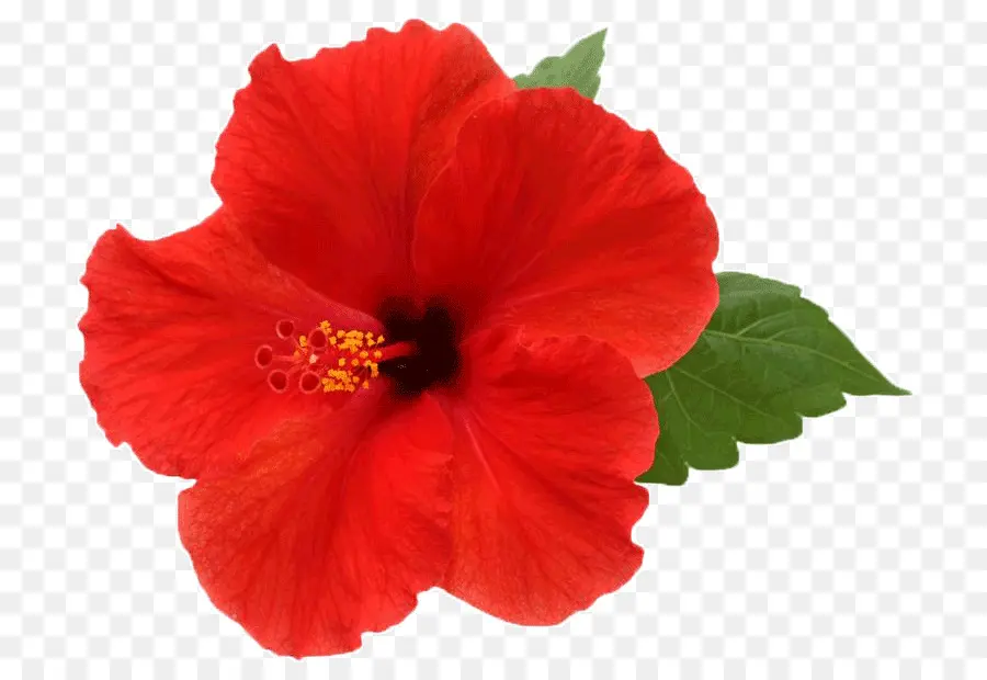 Hibiscus Rouge，Floraison PNG