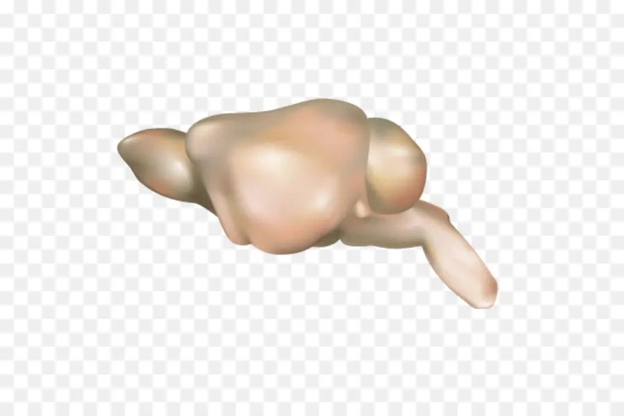 Aile De Poulet，Cuit PNG