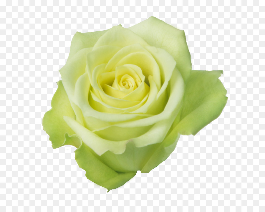 Rose Verte，Rose PNG