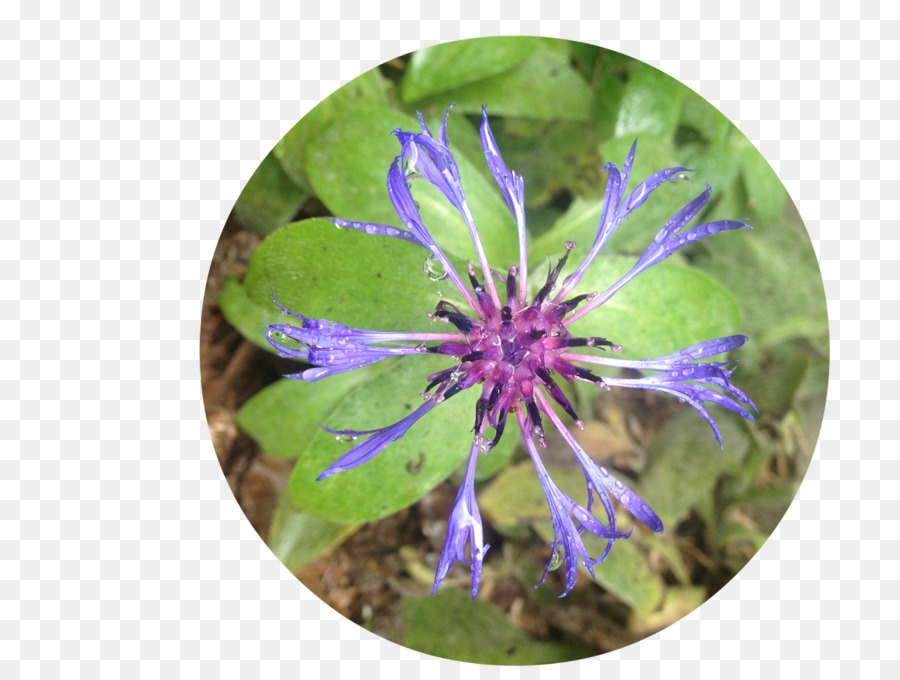 Violet，Fleur PNG