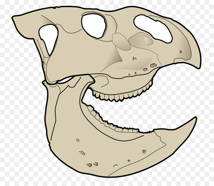 Crâne De Dinosaure，Os PNG