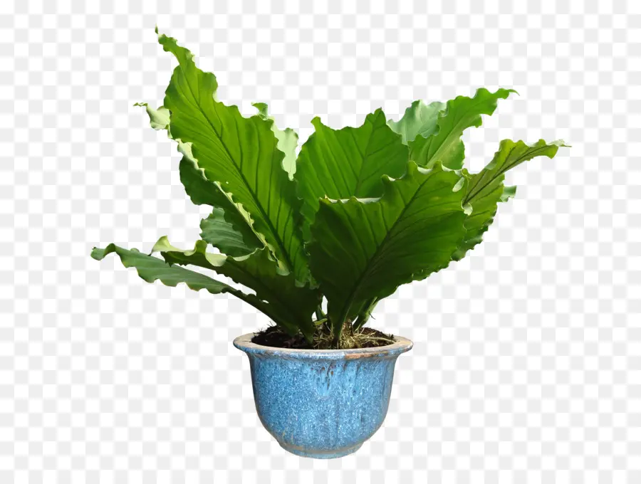 Plante Verte，Mis En Pot PNG