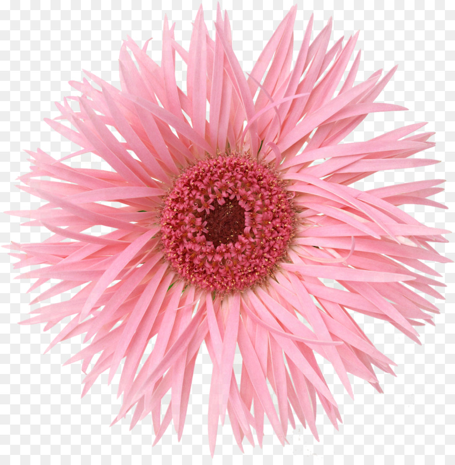 Fleur，Floraison PNG