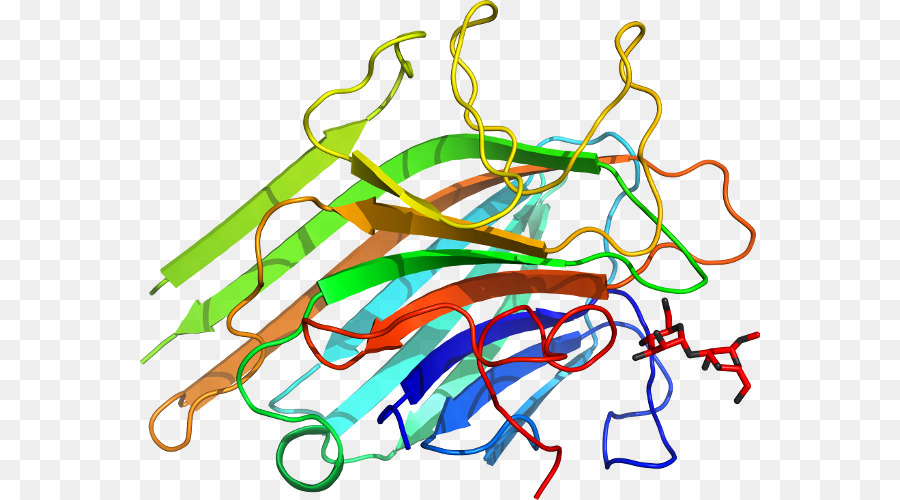 Structure Des Protéines，Biologie PNG