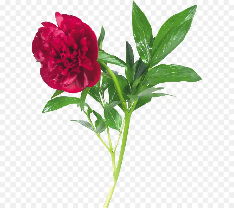 Fleur，Rouge PNG