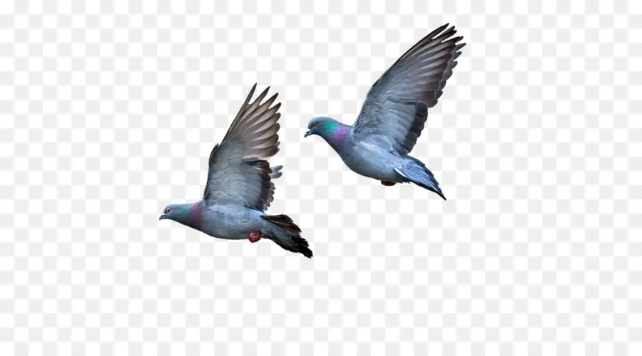 Pigeons Volants，Ailes PNG