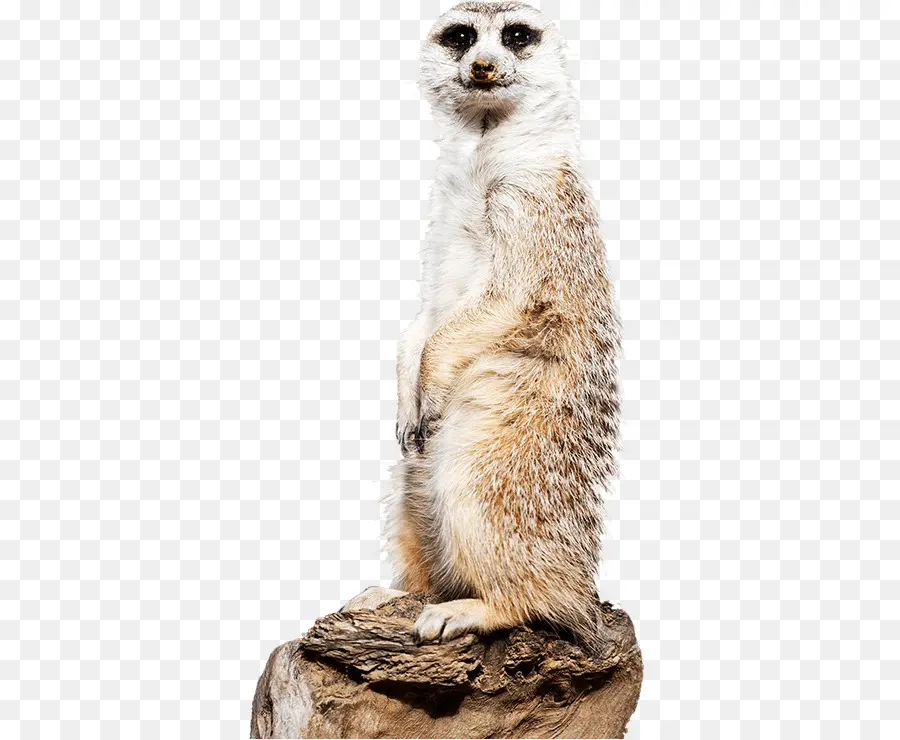 Suricate，Debout PNG