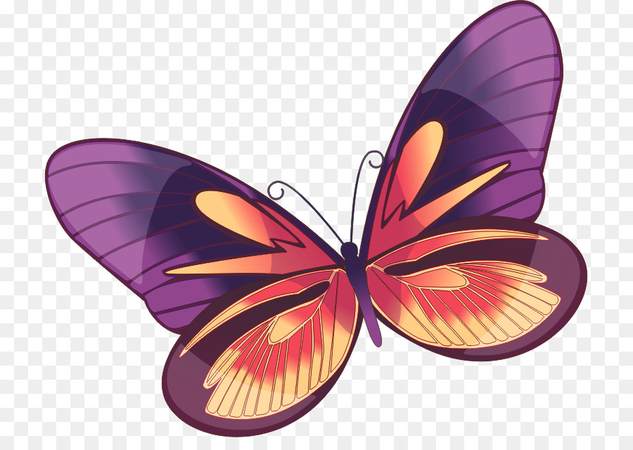 Papillon Coloré，Insecte PNG