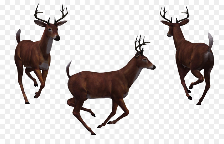 Cerf，Bois PNG