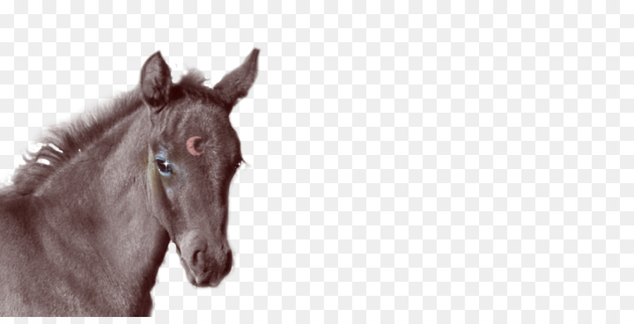 Poulain，Colt PNG